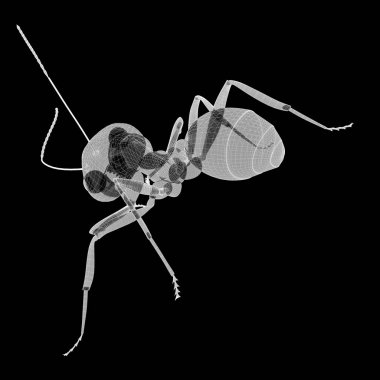 karıncalar, tel karkas