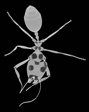 karıncalar, tel karkas