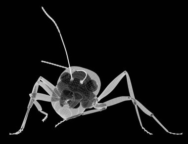 karıncalar, tel karkas