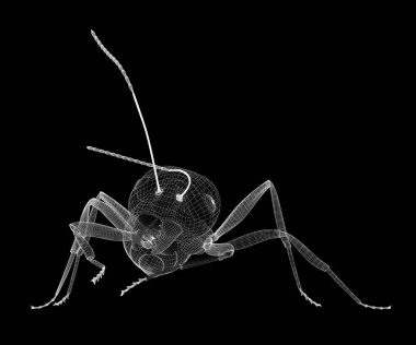 karıncalar, tel karkas