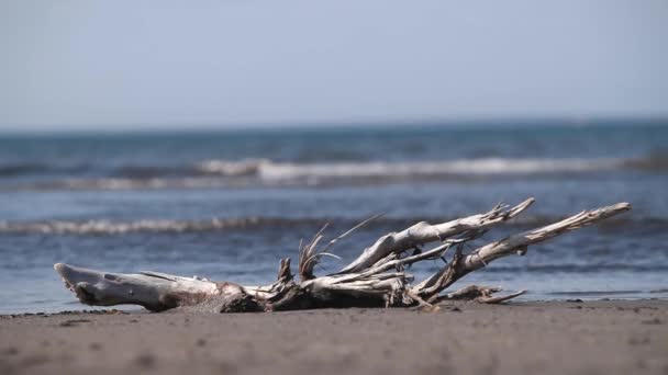 The East Siberian Sea, Chukotka — Stock Video