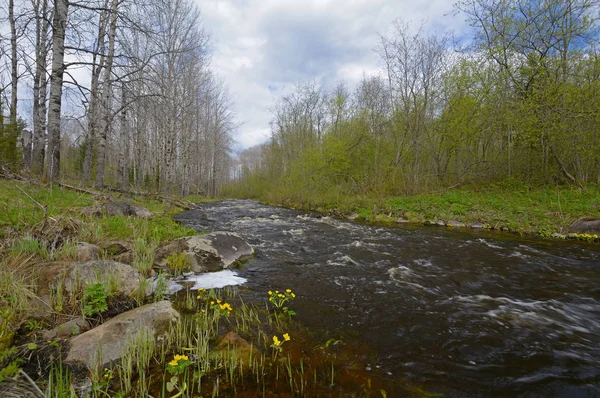 İlkbaharda orman nehri — Stok fotoğraf