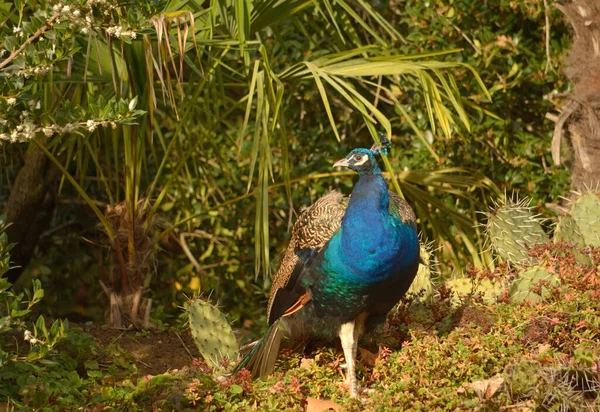 Peacock Walks Park — Stock Photo, Image