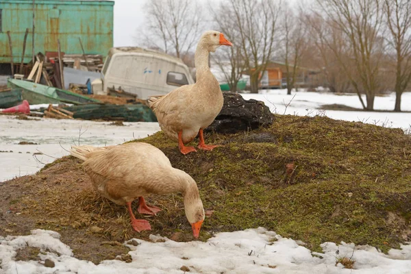 Köydeki Kazlar Otları Kemiriyor — Stok fotoğraf