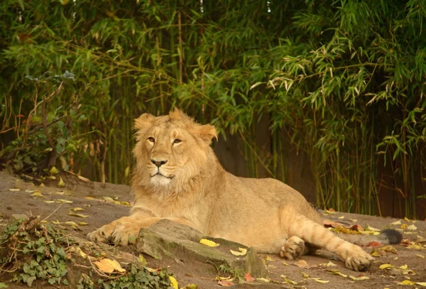 Young Lion Lies Background Trees — Stock Photo, Image