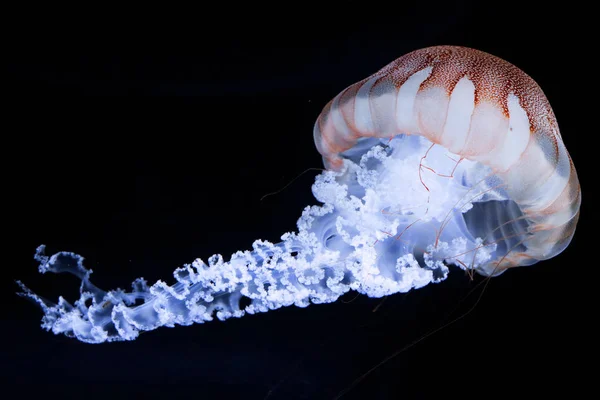 Medusas Grandes Blancas Chrysaora Pacifica Sobre Fondo Blanco —  Fotos de Stock