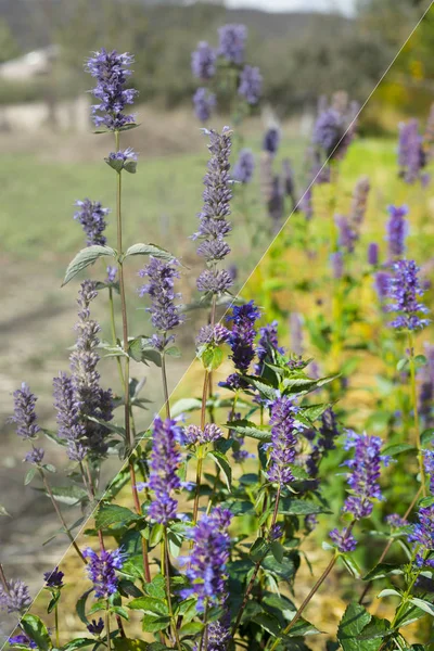 Image of purple basil flowers before and after the image editing process