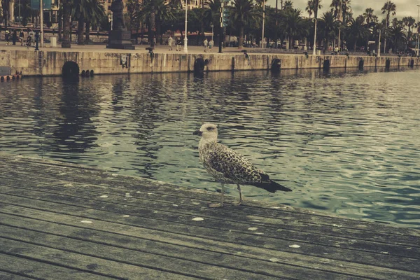 Portrait of a seagull on the pier in the european city