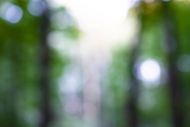 Sihirli ormanda bir ağacın gövdesi bulanık