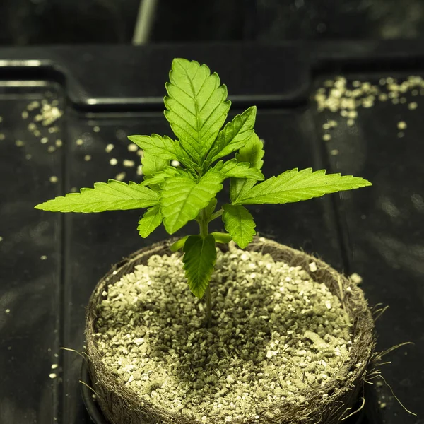 Cannabis Plant Growing.