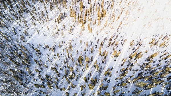 Bosque cubierto de nieve, vista aérea con dron, vista desde arriba —  Fotos de Stock