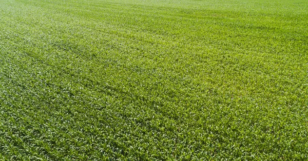 Grüner Rasen Als Hintergrund Grüne Gras Hintergrund Textur Ansicht Von — Stockfoto