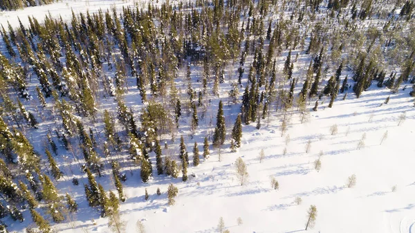 空中无人俯瞰田园诗般的冬季风景 绿雪覆盖着森林的顶部 太阳升起在芬兰人的土地上 大自然从鸟瞰 — 图库照片