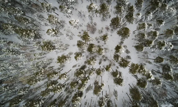 Vista Aérea Drones Del Idílico Paisaje Invernal Bosque Verde Desde —  Fotos de Stock