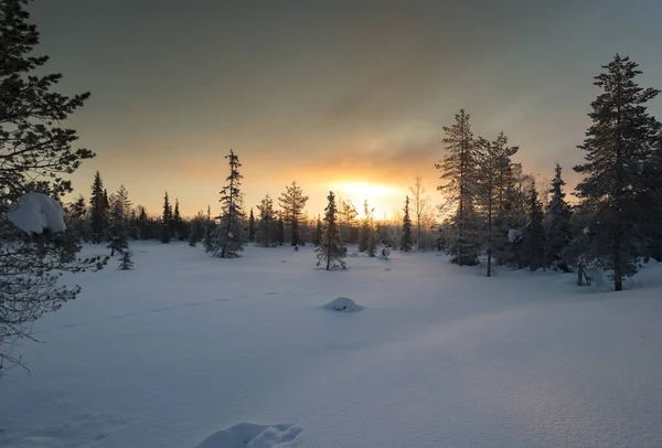 清晨结霜的冬季风景 阳光普照在结冰的雪地和覆盖着白雪的常绿森林之上 — 图库照片