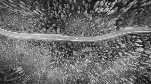 Aerial view of a country road in pine forest — Stock Photo, Image