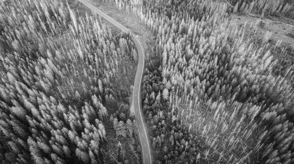 Widok z lotu ptaka na wiejską drogę w lesie sosnowym — Zdjęcie stockowe