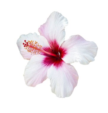 Beyaz arka planda Hibiscus. Çiçek beyaz arkaplanda izole edilmiştir.