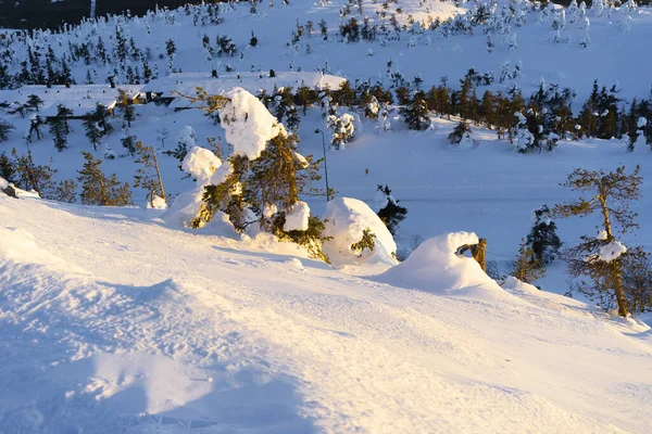 高山高山地区积雪覆盖的雪地上生长着云杉圣诞树 大自然冬季背景景观 滑雪场 — 图库照片