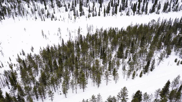 Vista Aérea Del Bosque Salvaje Invierno Desde Ángulo Alto — Foto de Stock