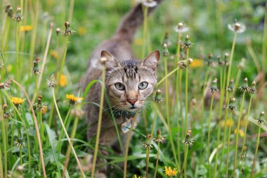 Kedi bir Bahçe, bir bahçe içinde bir kedi fotoğrafı