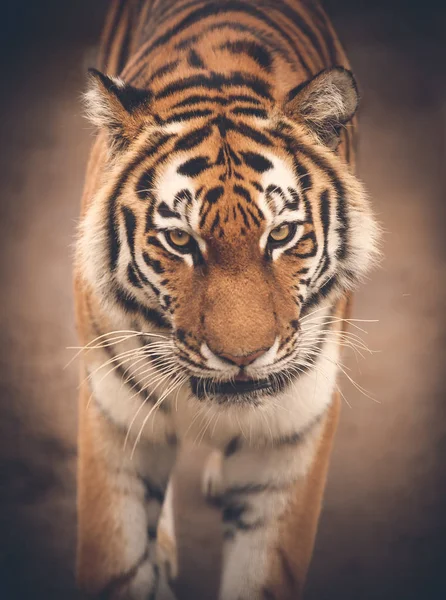 O tigre de Amur siberiano — Fotografia de Stock