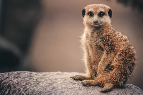 Meerkat on guard for a large family — Stock Photo, Image