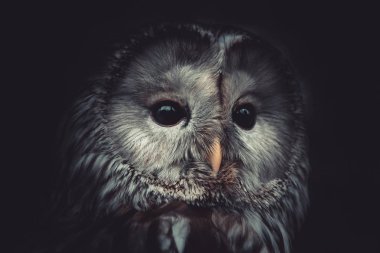 Çoğu baykuş AVI geceleri