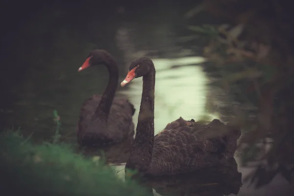 Пара черных лебедей на озере — стоковое фото