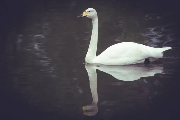 A lone white Swan — Stock Photo, Image