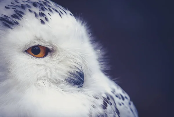 Snowy owl up close in the dark — Stock Photo, Image