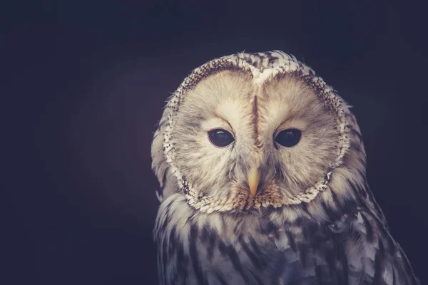 Owl with black eyes — Stock Photo, Image