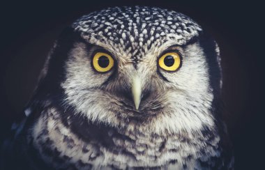 Bir şube gecede oturan baykuş bak