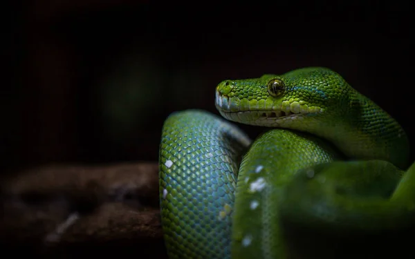 ジャングル緑のヘビに隠されました。 — ストック写真