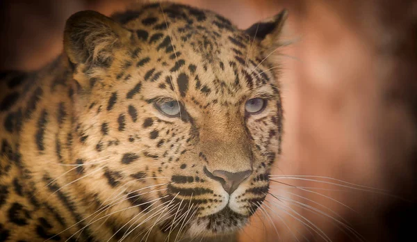 Vista do leopardo oriental distante — Fotografia de Stock