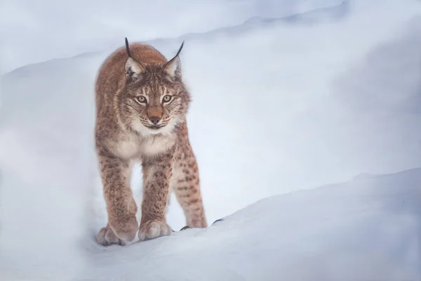 Lynx Dans Champ Neigeux Caché — Photo