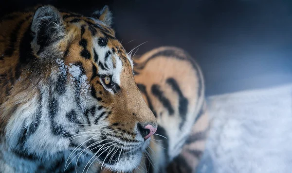 Tiger Einem Verschneiten Feld Versteckt — Stockfoto