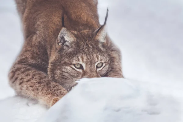 Lynx Hid 스톡 사진