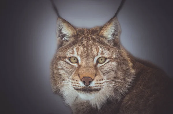 Lynx Hid 로열티 프리 스톡 사진