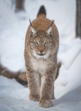 Lynx karlı orman saklanarak