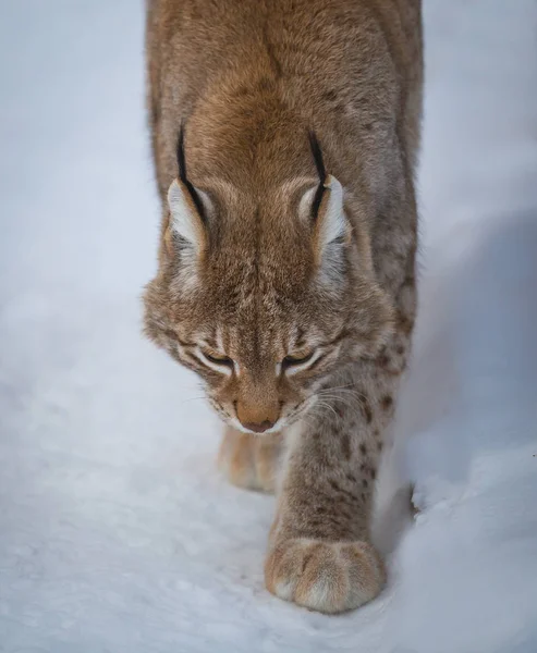 Lynx Dans Forêt Enneigée Cachant — Photo