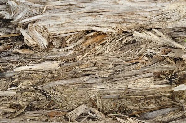 Texture of the old wood. — Stock Photo, Image