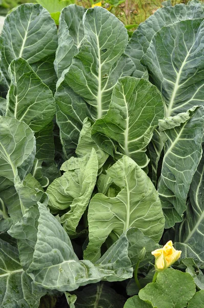 Cabbage leaves and pumpkin flower. — Stock Photo, Image