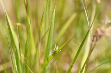 Yeşil çim yeşil çekirge.