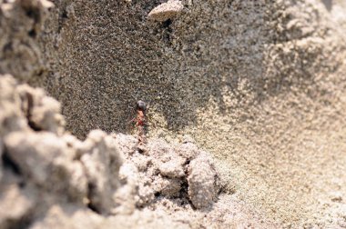 Kum üzerinde karınca.