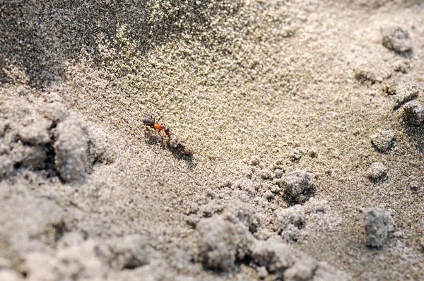 Kum üzerinde karınca.