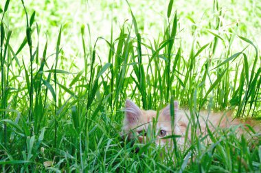 Çimlerdeki kedi yavrusu.