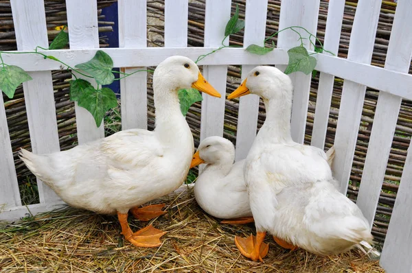 Saman üzerinde üç ördek.