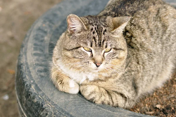 Gatto nell'aiuola . — Foto Stock