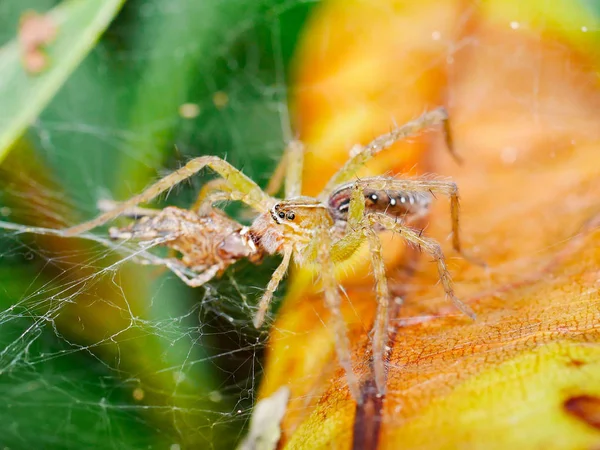 Araignée avec toile d'araignée — Photo